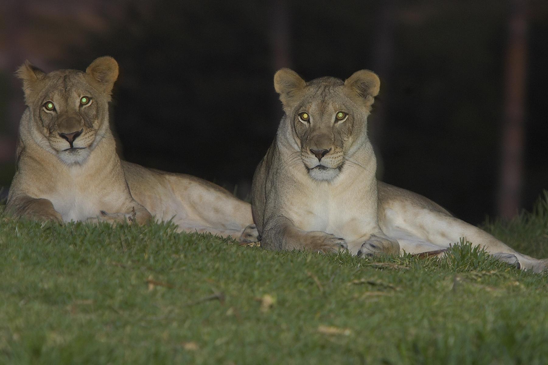 lionnesses at night 