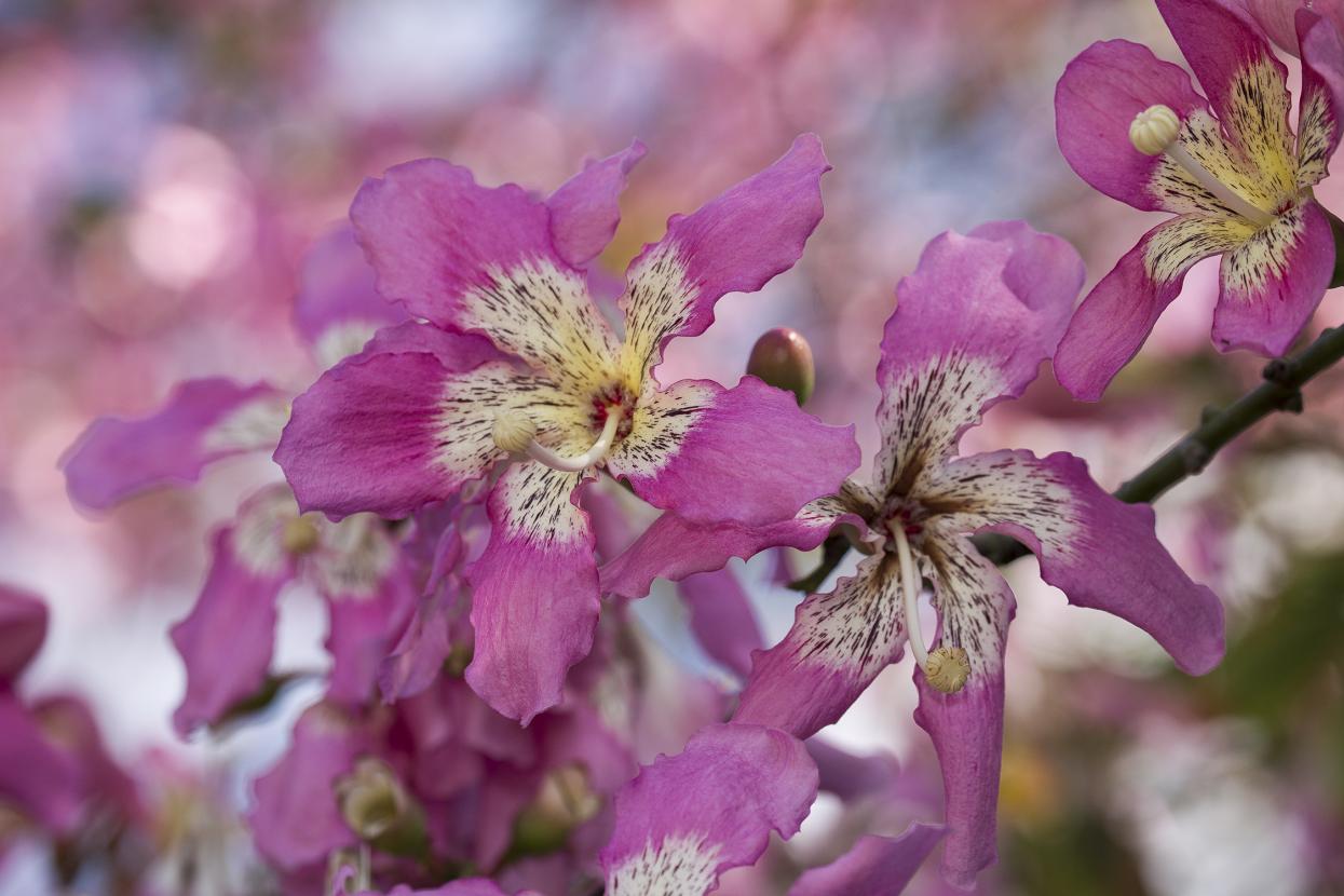 floss silk tree