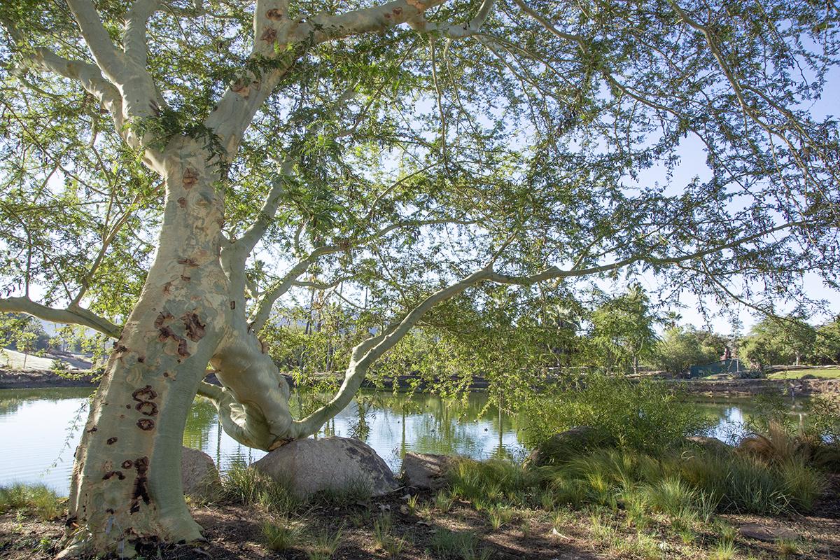 Trees around a small lake
