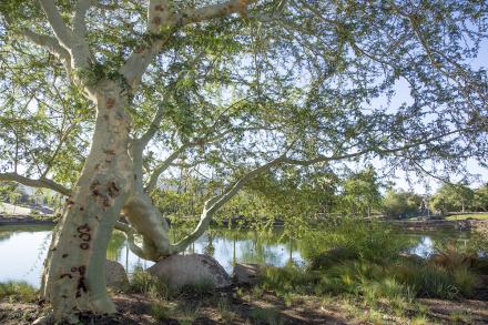 Trees around a small lake