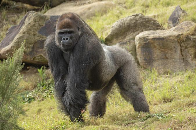 gorilla