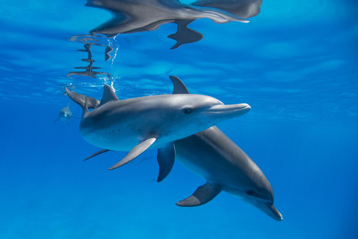 dolphins in blue water