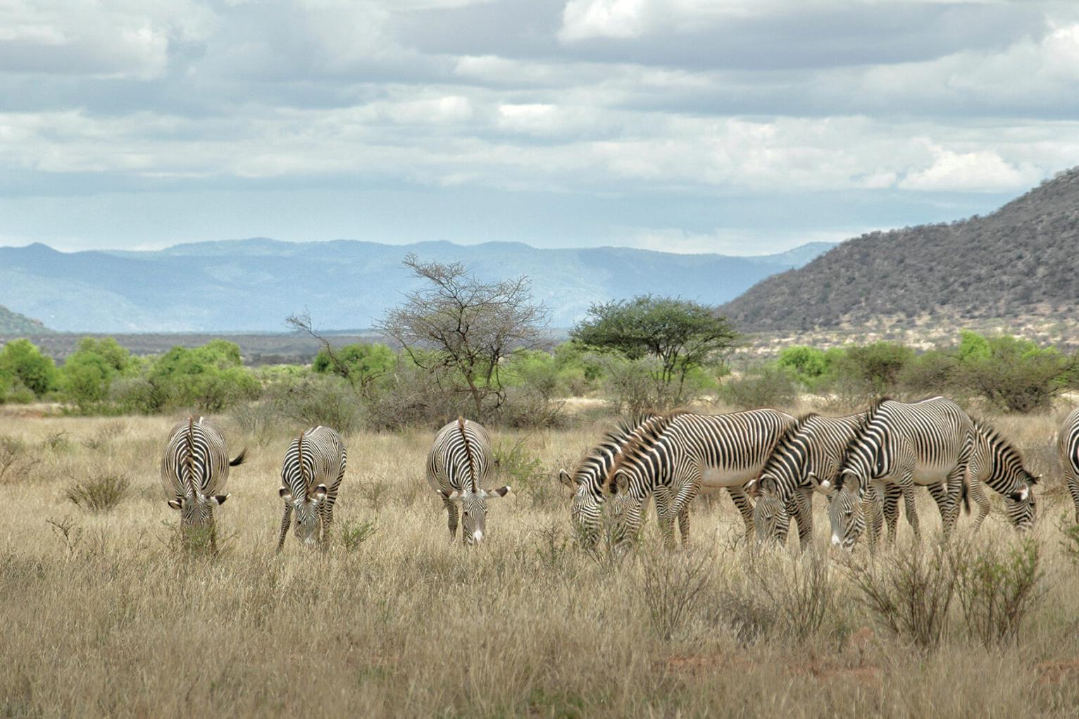 zebras grazing