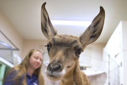 Pronghorn fawn