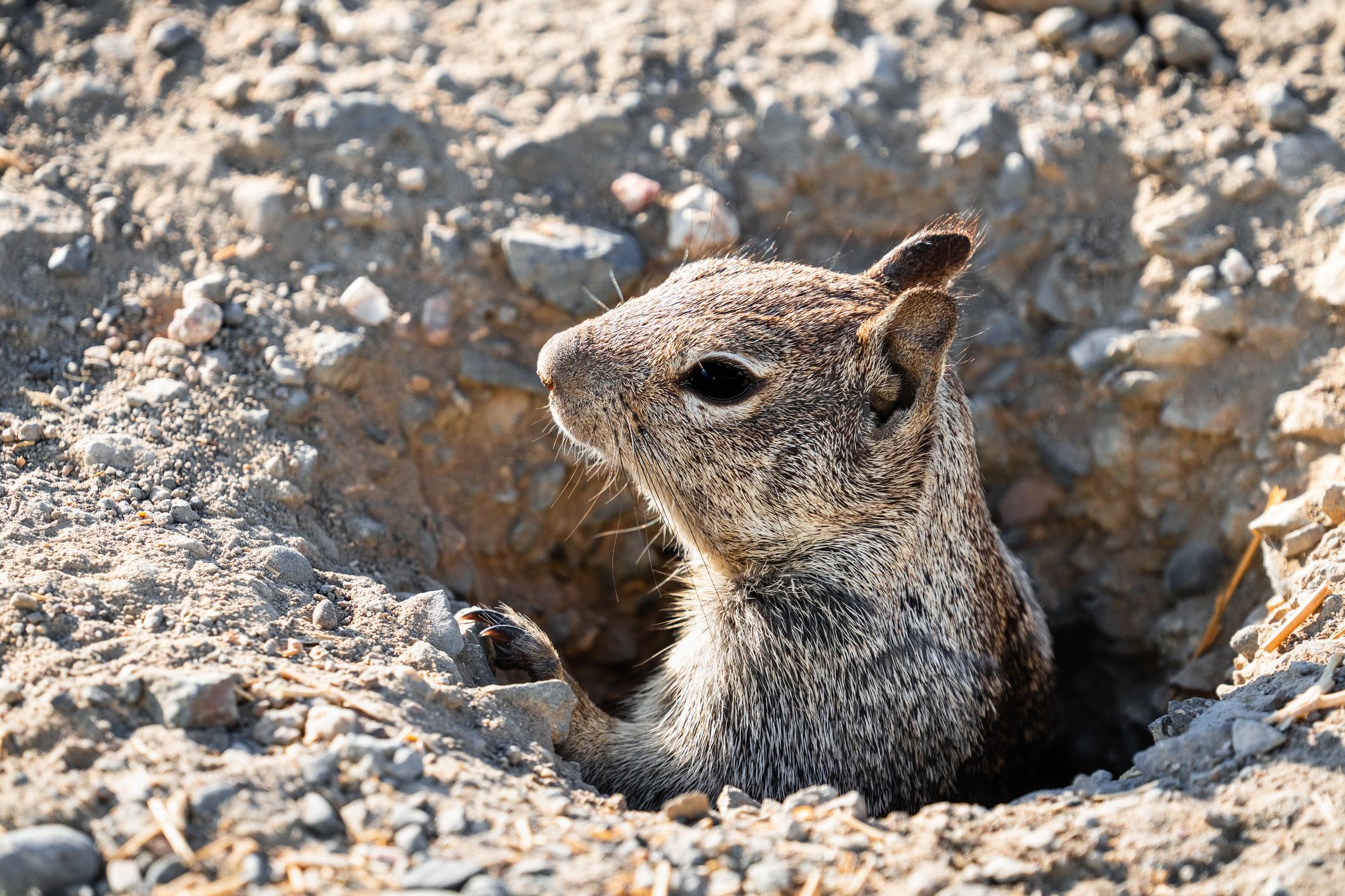 California ground squirrel