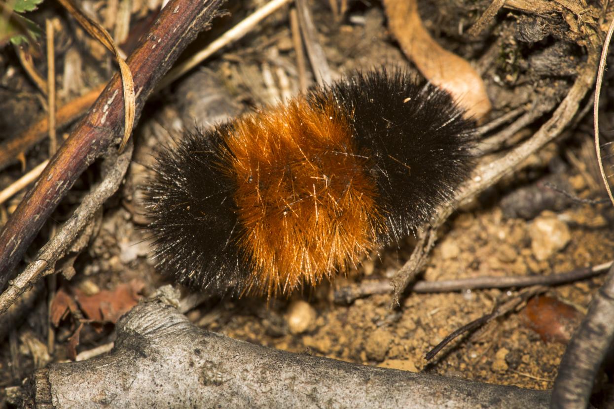 Woolly Bear Caterpillar