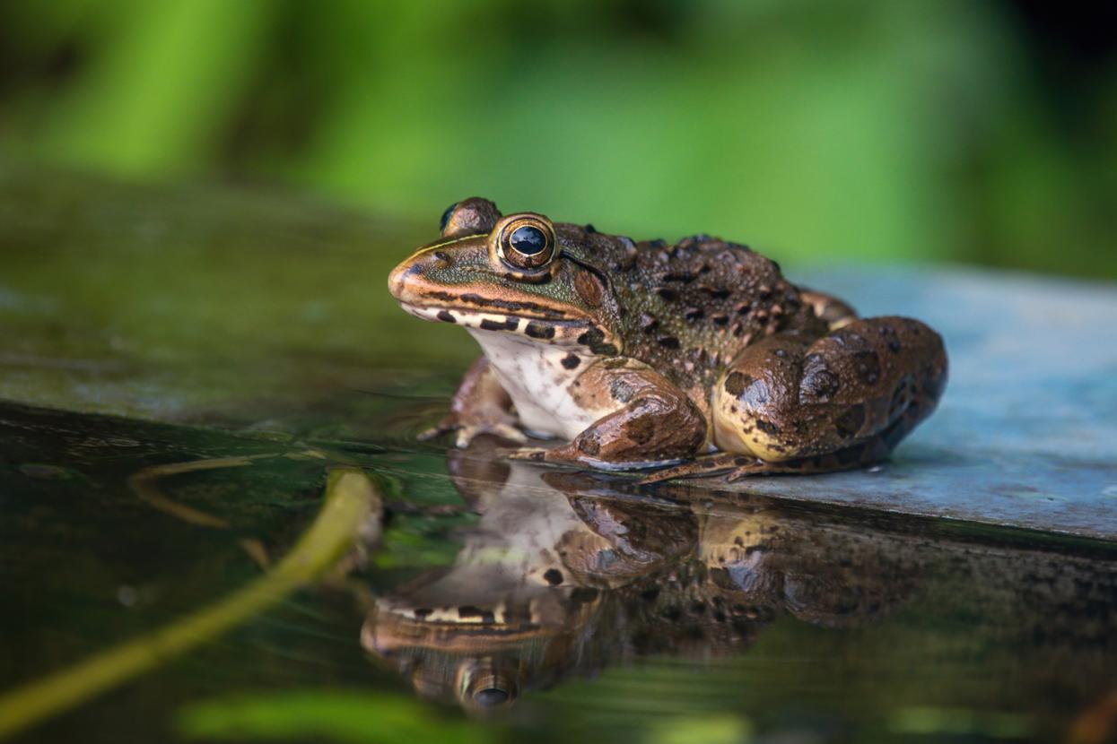 Indian bullfrog perches on a leaf over a body of water