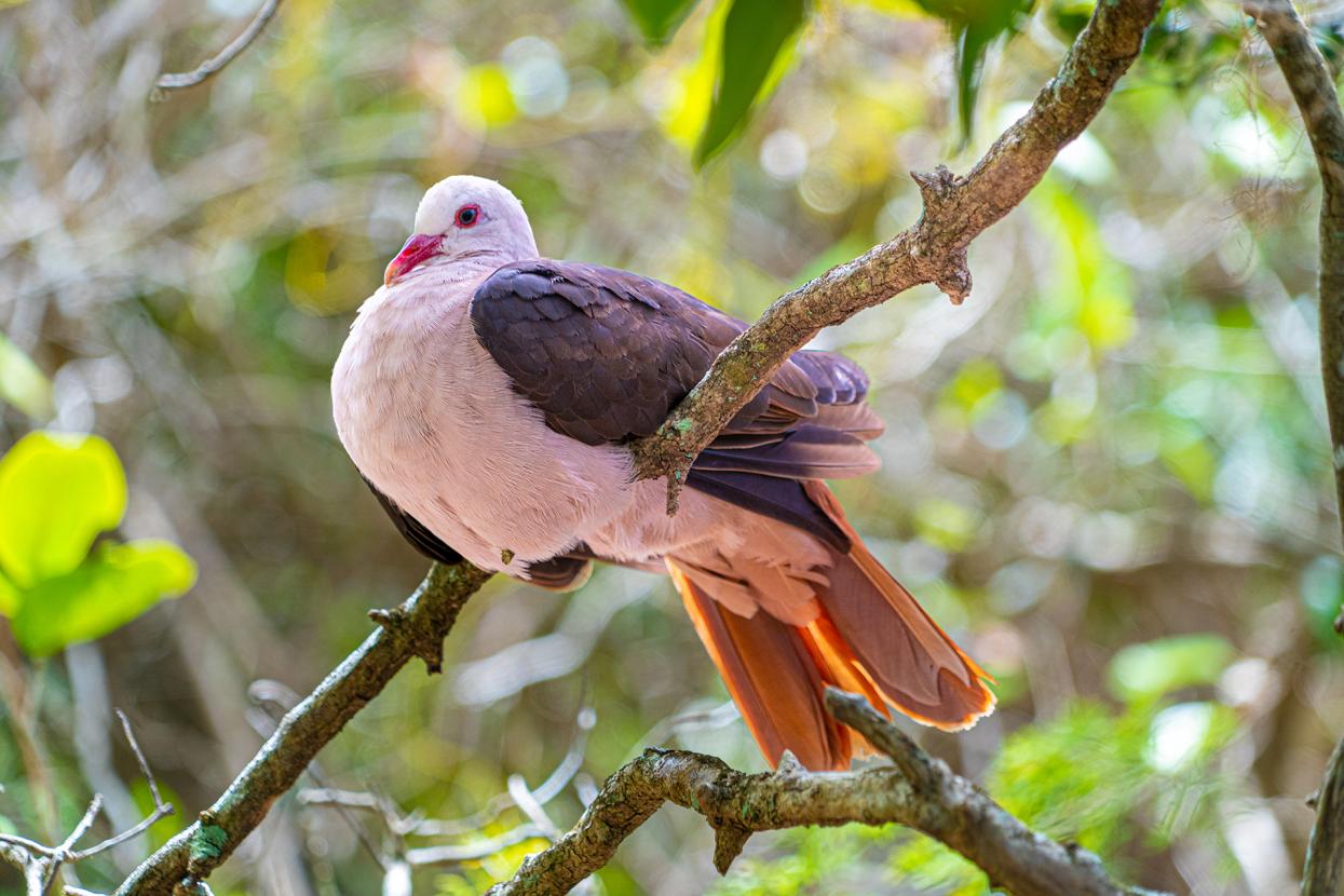 Pink pigeon sitting on a tree branch