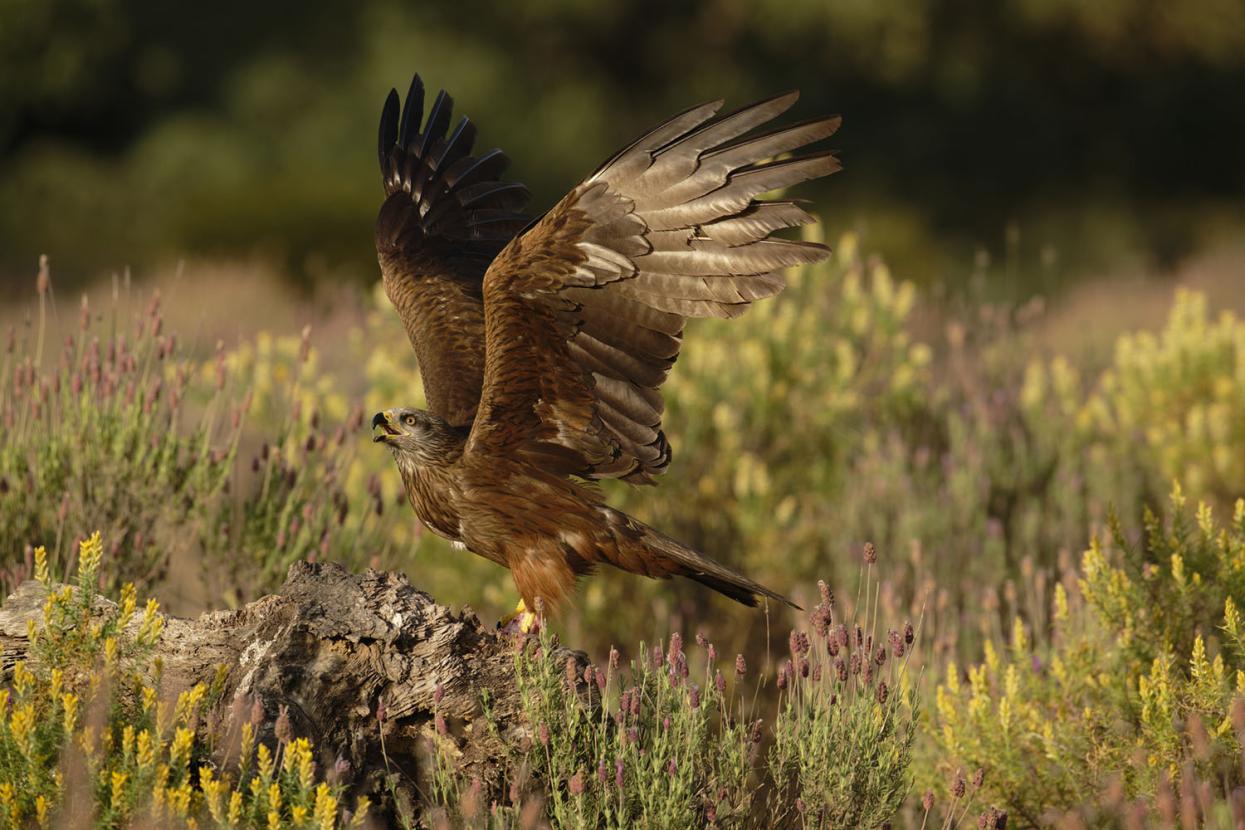 A black kite, also known as a firehawk, lands or takes off in a field