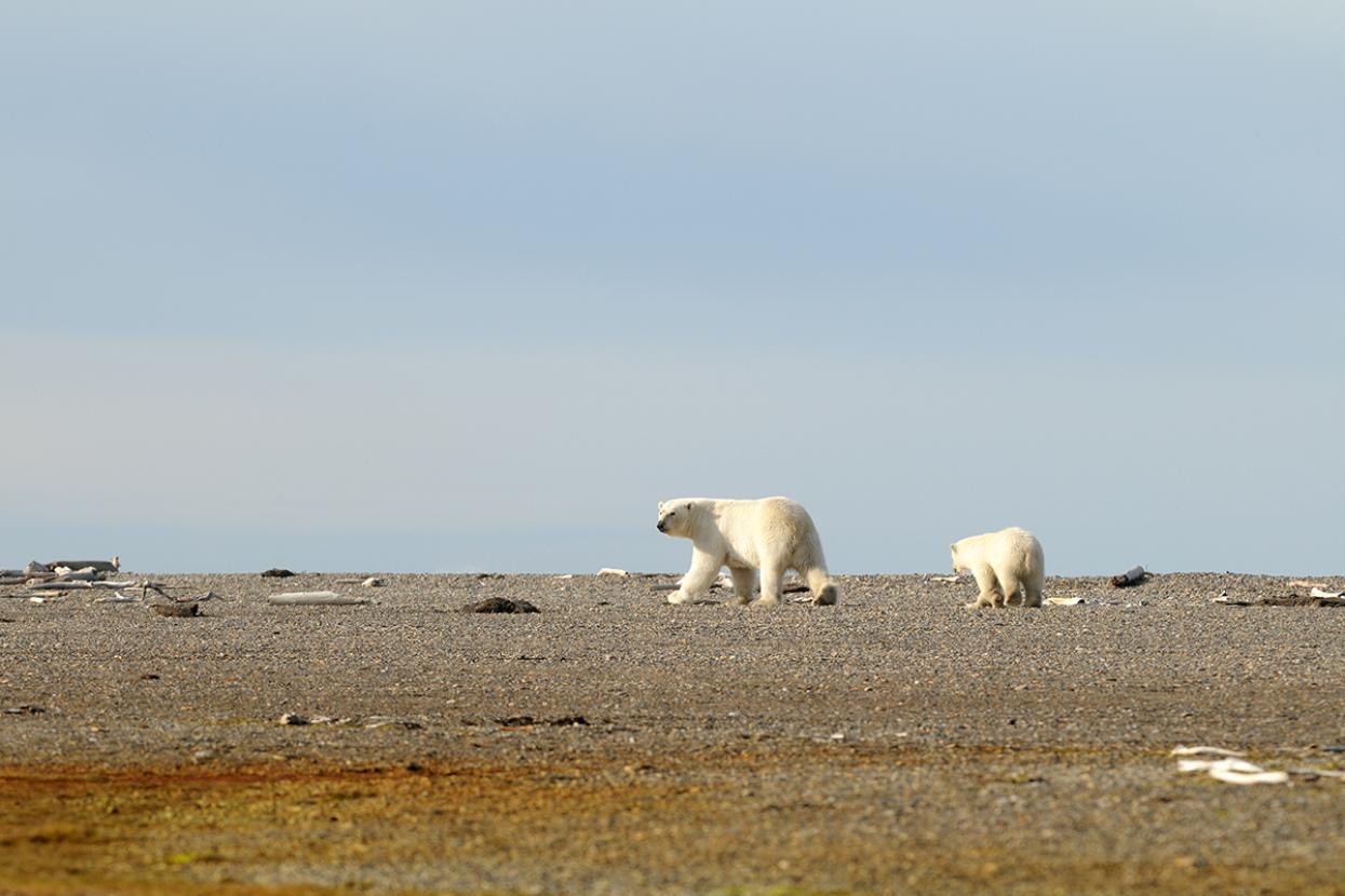 a polar bear mother and sub explore the Arctic in the off season, without snow