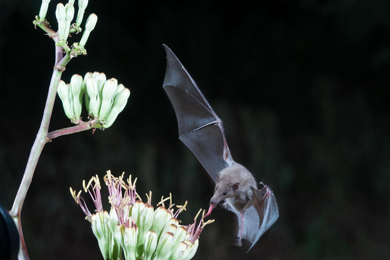 getty image of bat