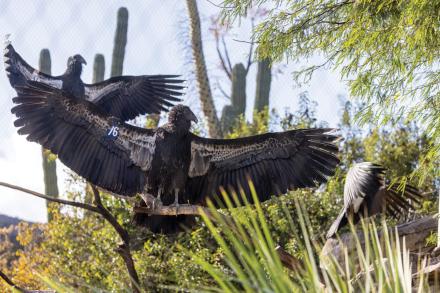 condor with outstretched wings