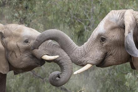 elephants touching trunks