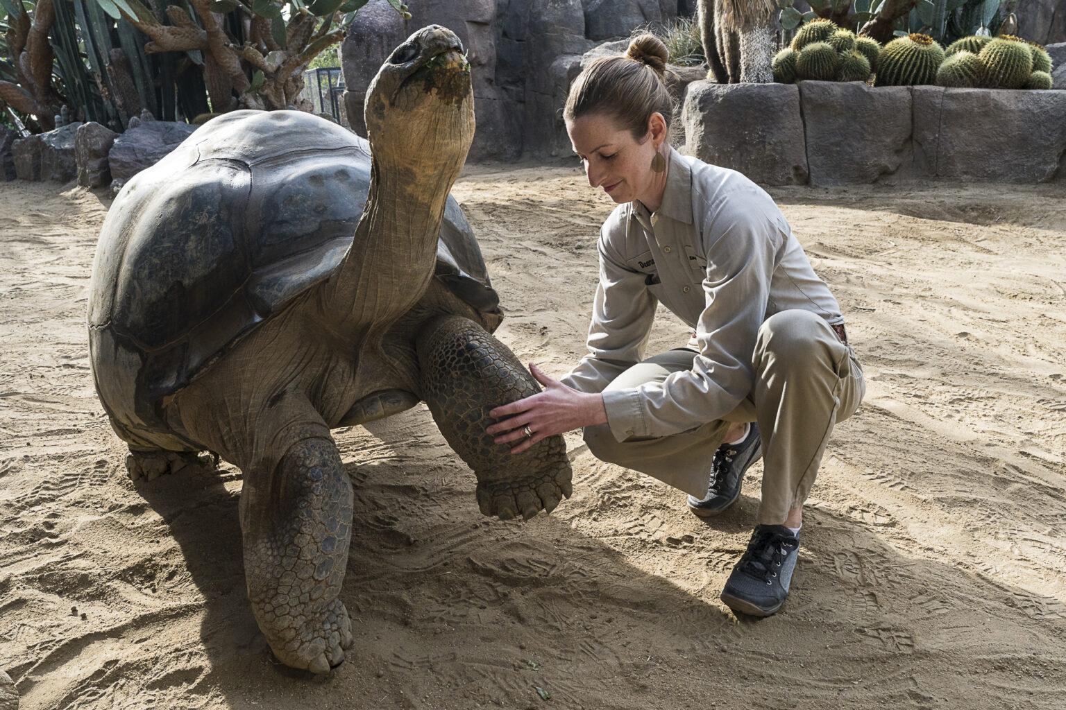 a veterinarian with a tortoise 