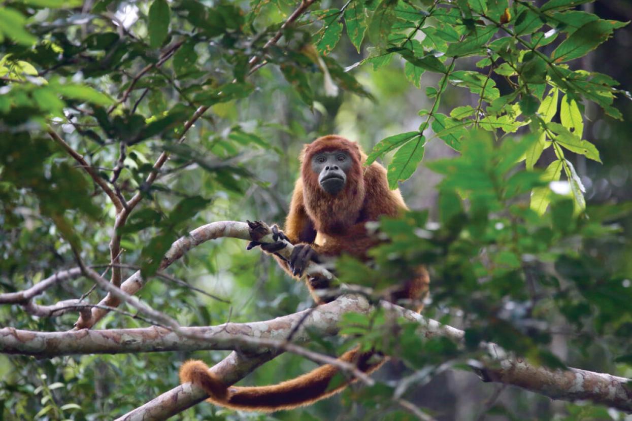 Howler monkey