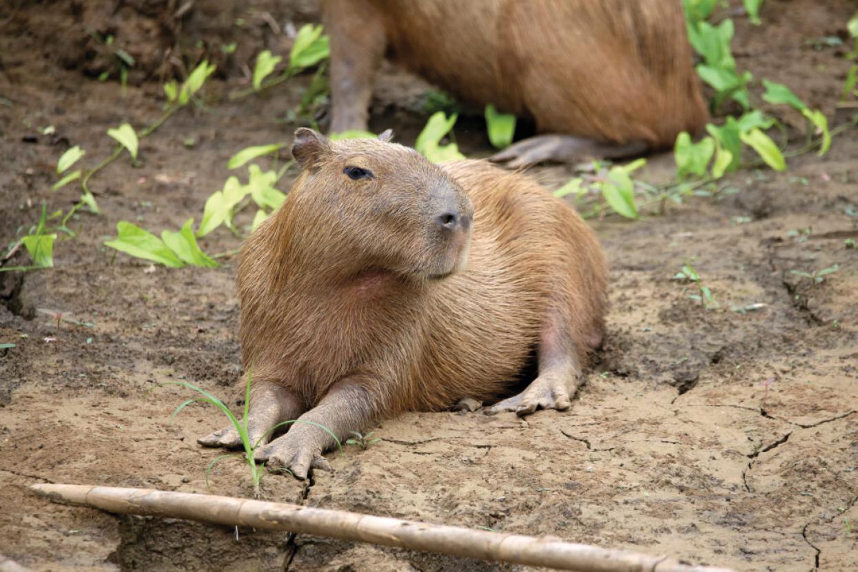 capybara