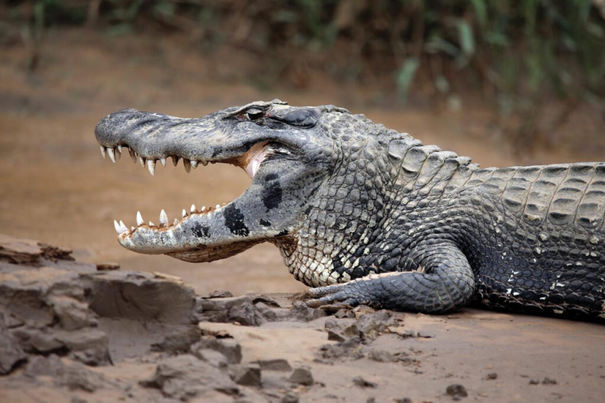 caiman