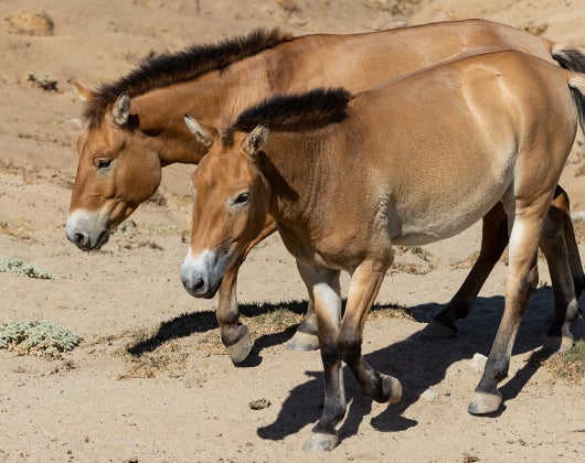 two foals