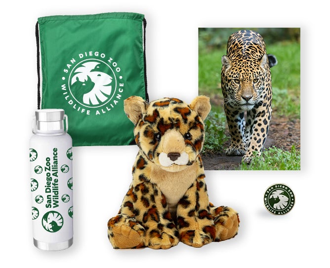 $500 Jaguar Adoption Package