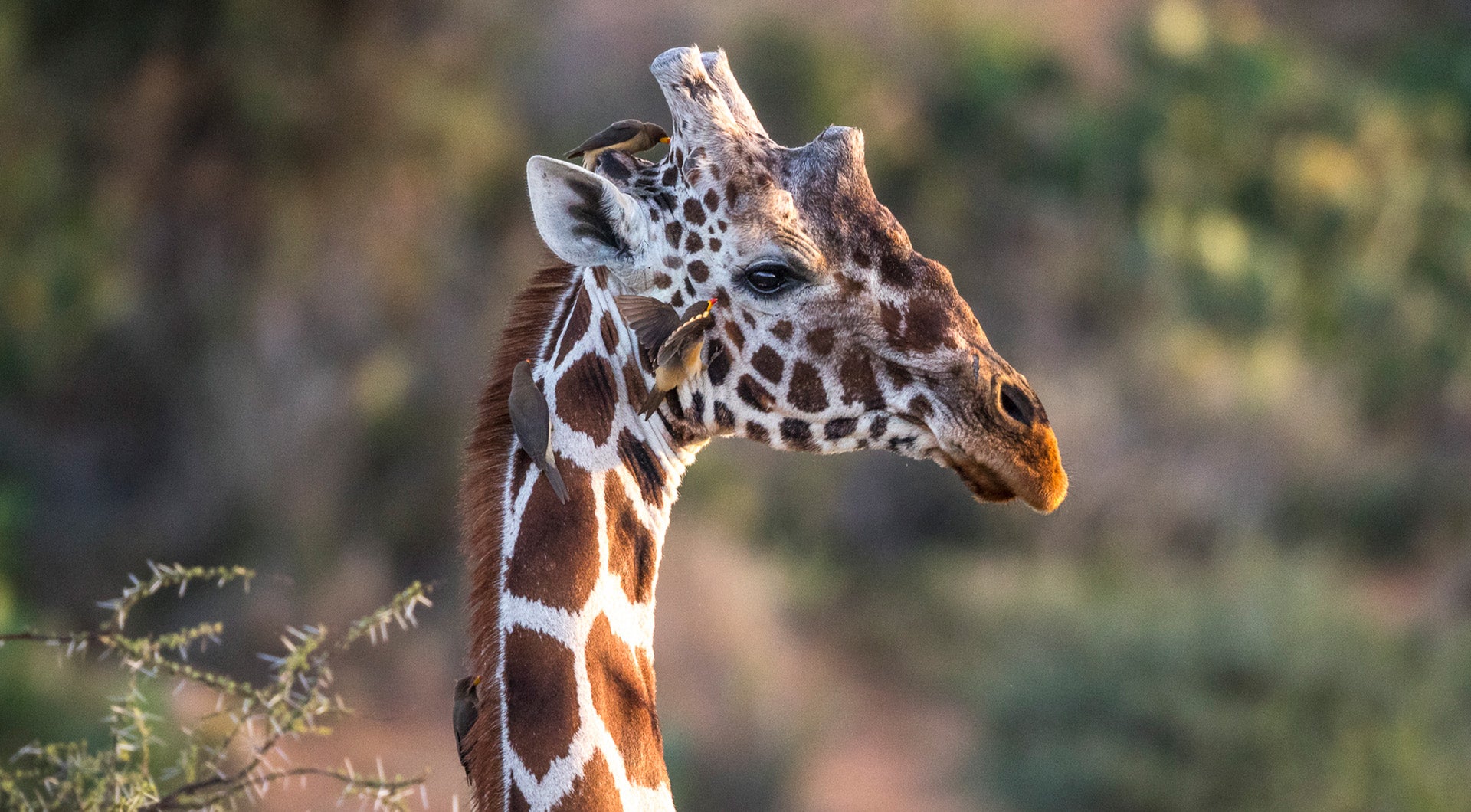 Giraffe with several birds (oxpeckers) hanging off of it nibbling on insects, showcasing a symbiotic relationship