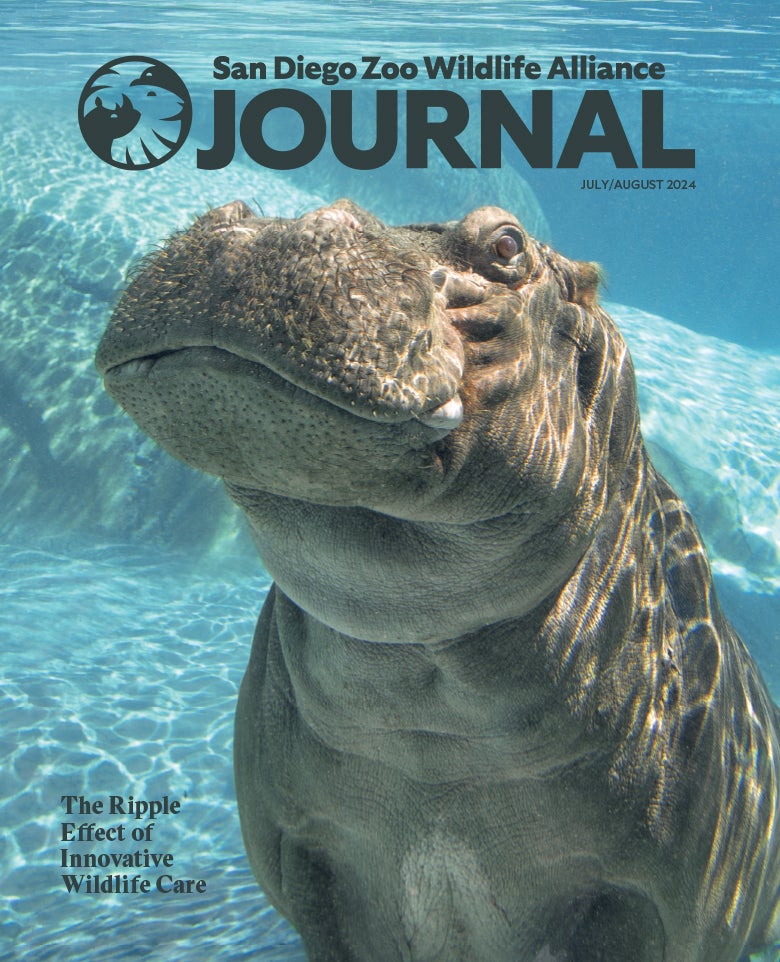 Image of a hippo underwater looking at the viewer