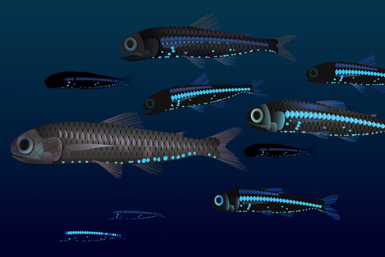 illustrated lanternfish