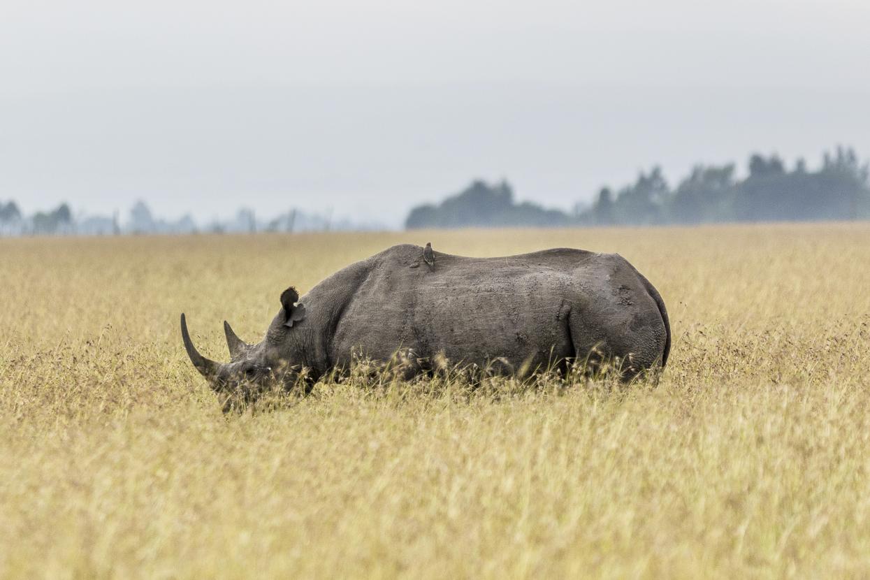 Rhino standing on the savanna in tall grass