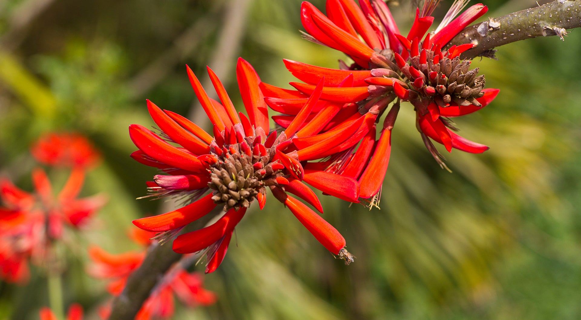Red blooms on a coral tree