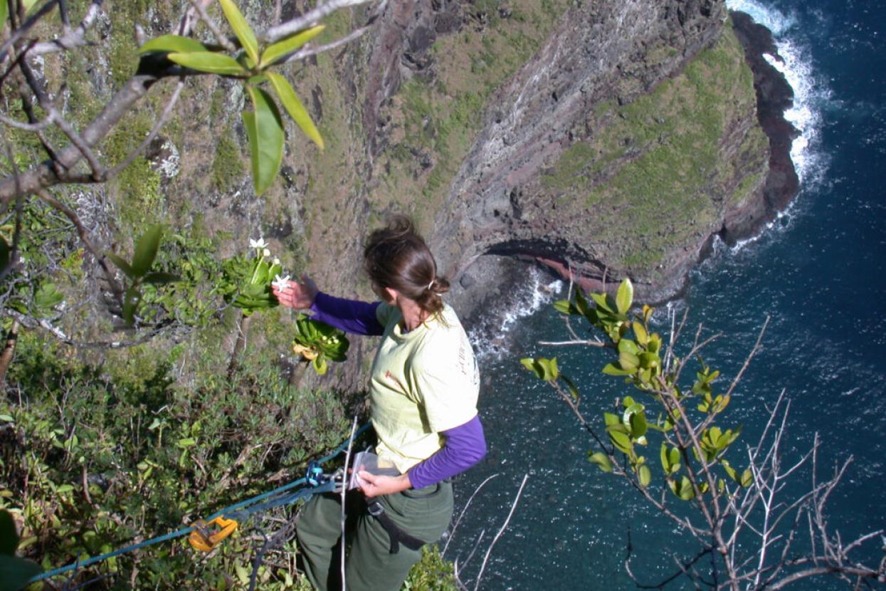 botanist rappelling down Hawaiian islands