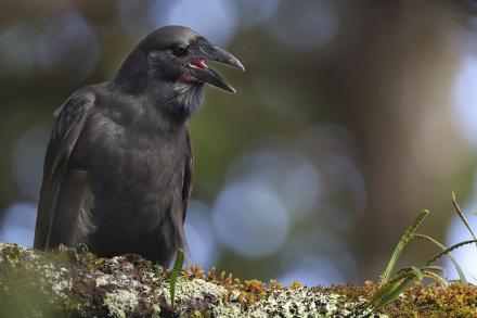 Alala, or Hawaiian crow