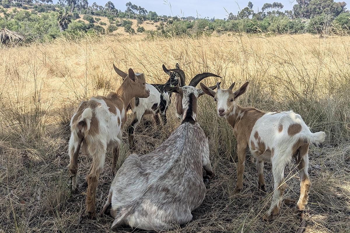 Goats grazing in a field