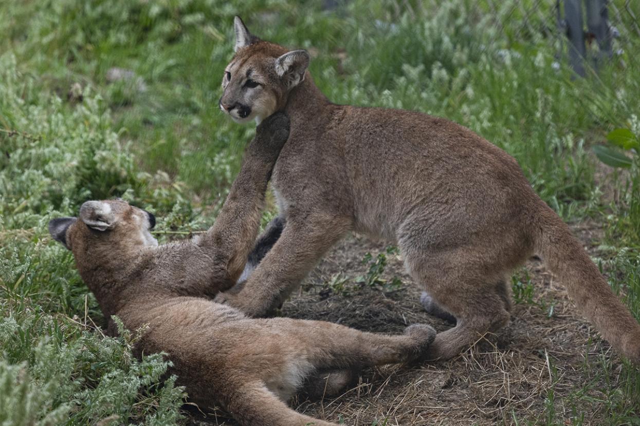 mountain lion cubs playing together