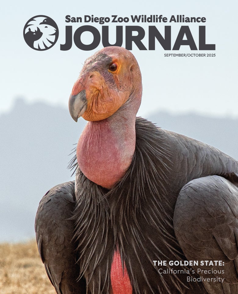 California Condor standing on the ground during the daytime, looking towards the viewer