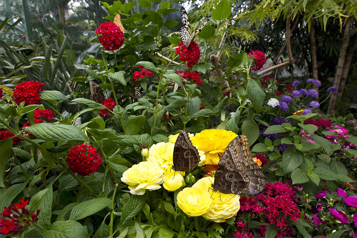 Butterflies and flowers