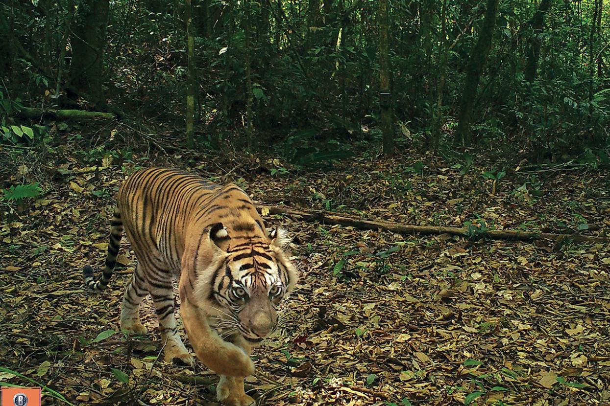 trail camera of tiger in Sumatra 