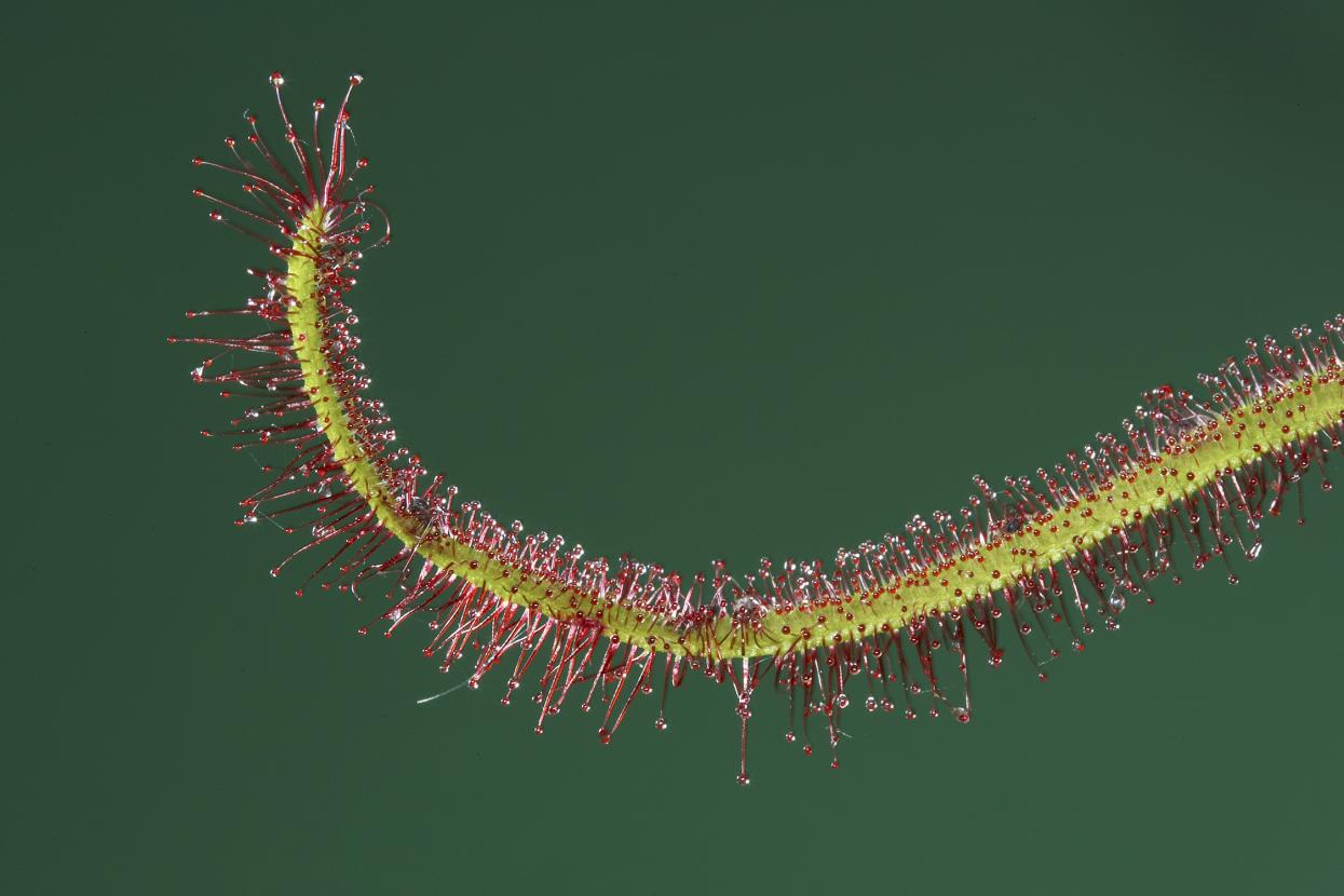 sundew
