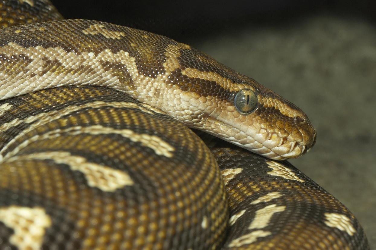 angolan python