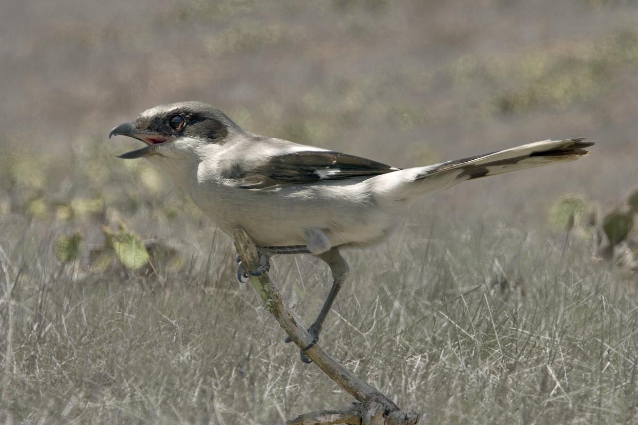 Close up of gray-and-white bird
