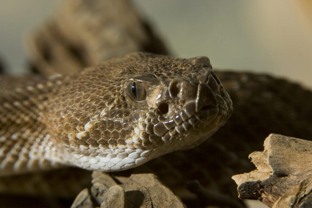 rattlesnake