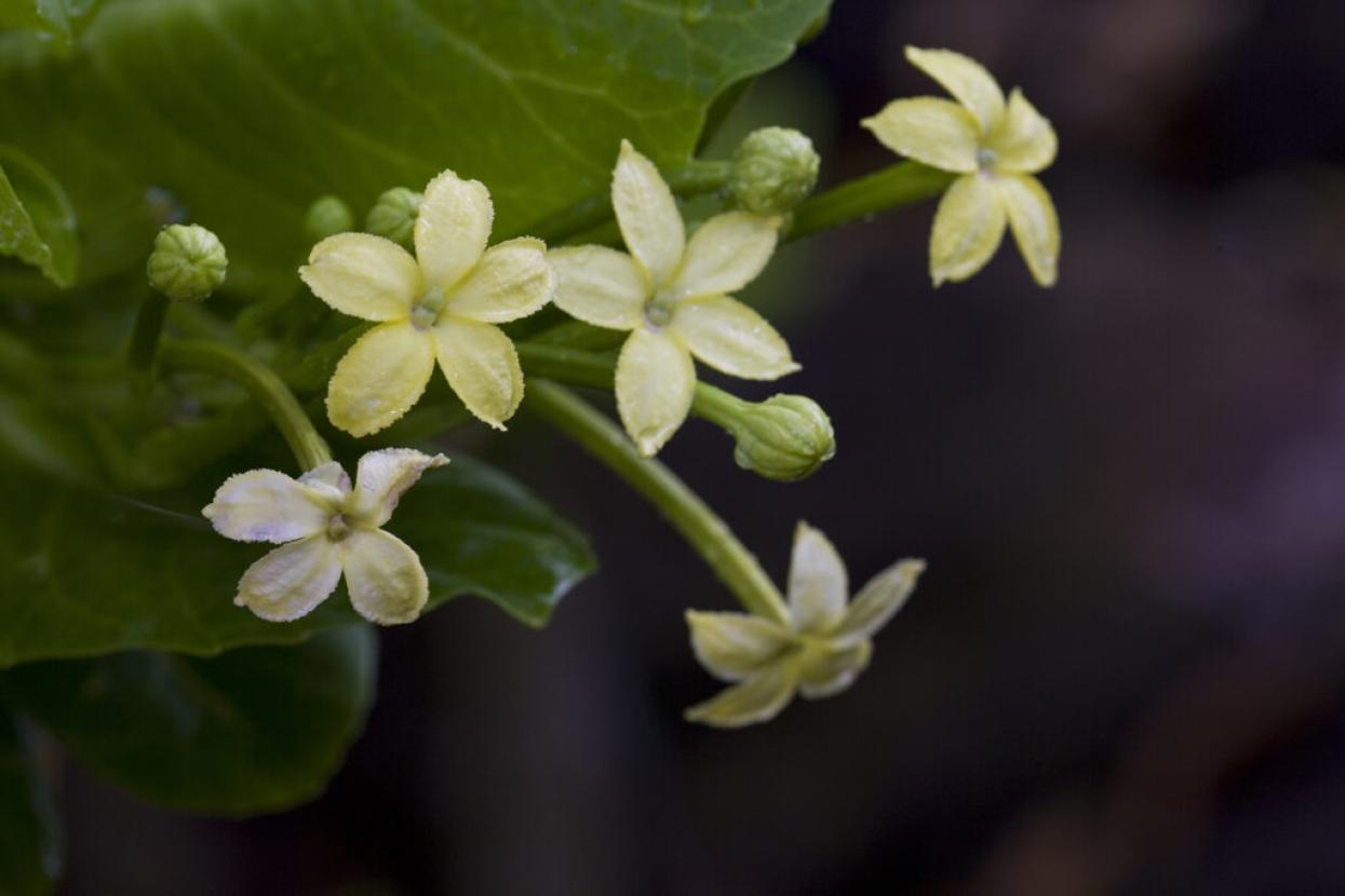  ʻĀlula flowers