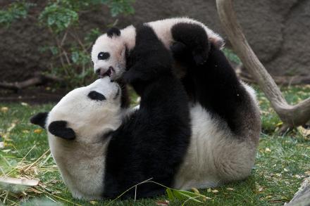 giant panda with cub 