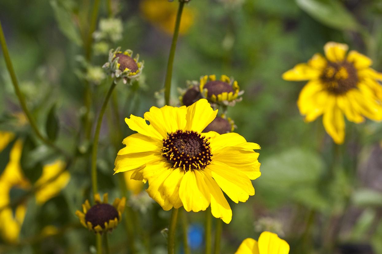 Coast sunflower
