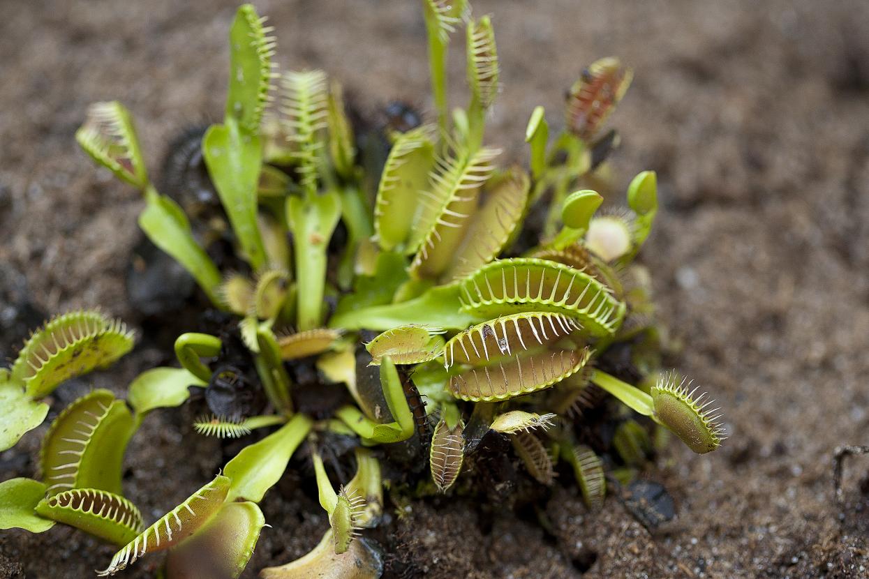 venus fly traps