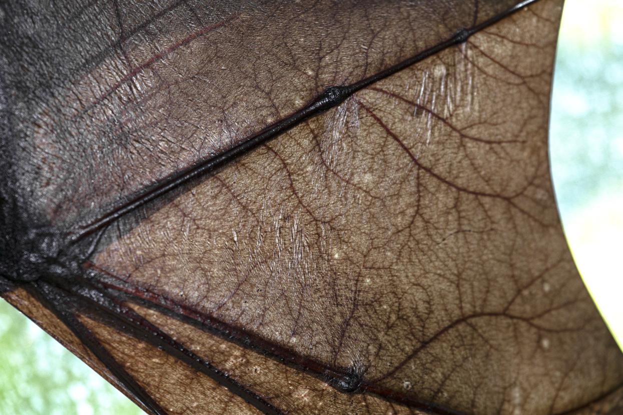 Close-up photo of a bat's wing