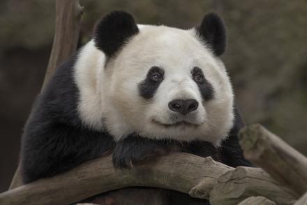 Panda closeup Bai Yun