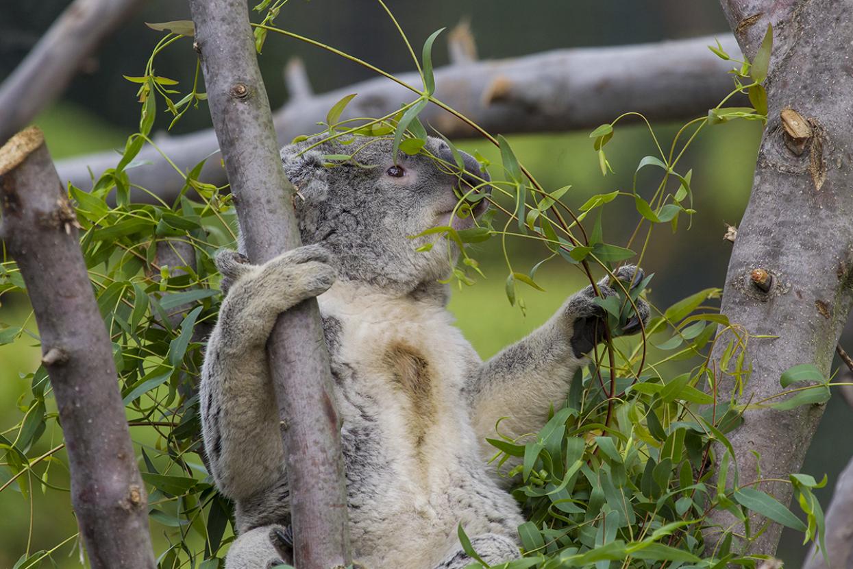 A koala sitting in a tree while touching eucalyptus with its paw.