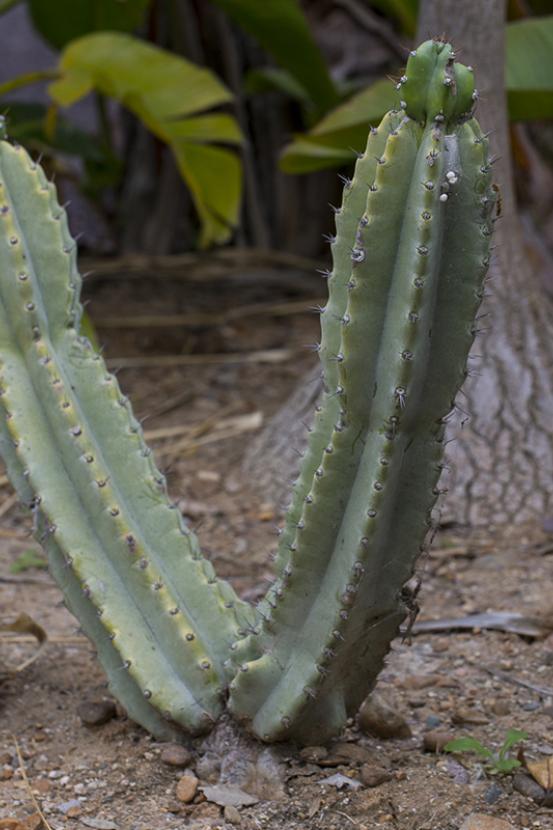V-shape cactus