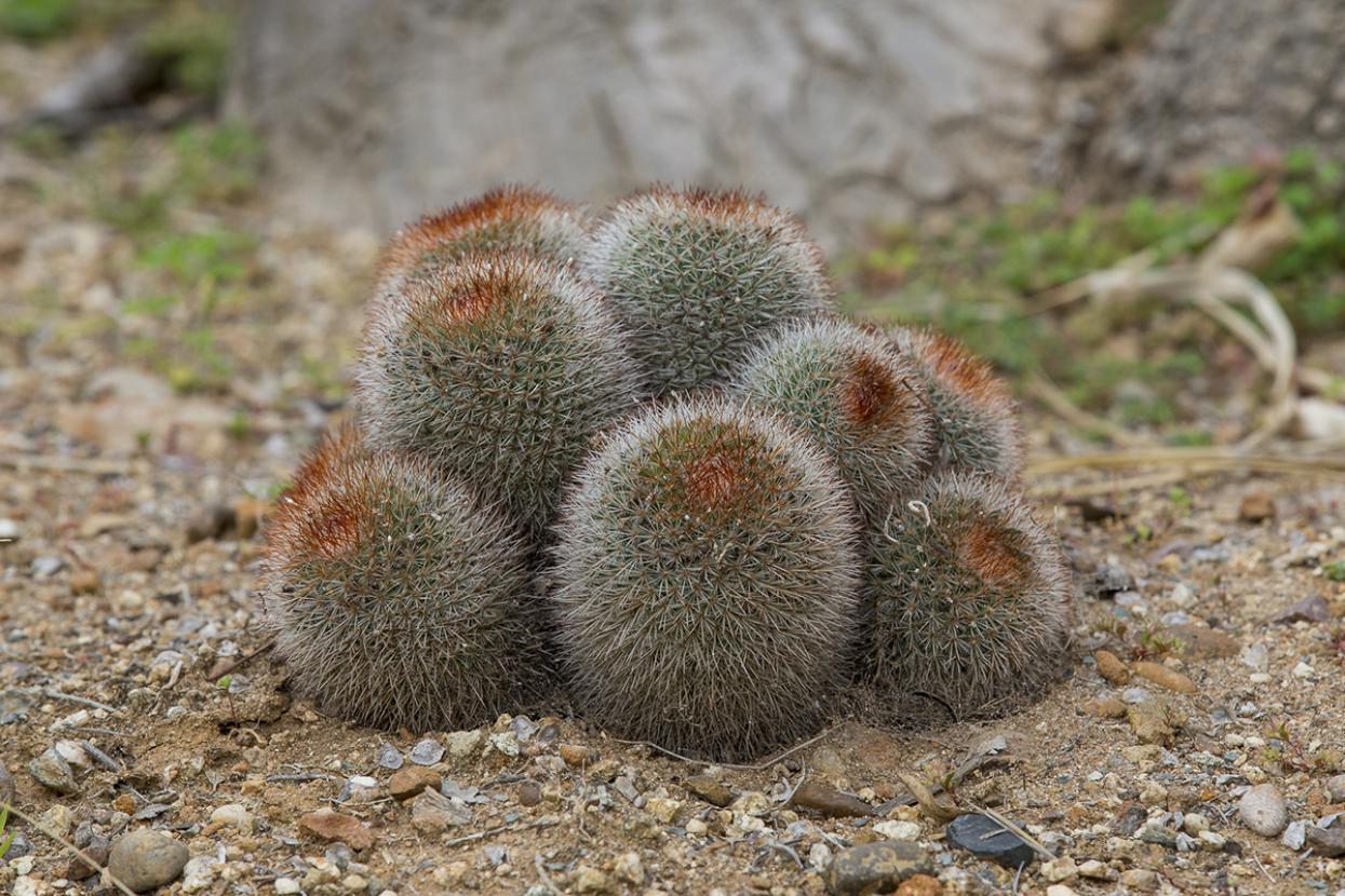 Small round cactus