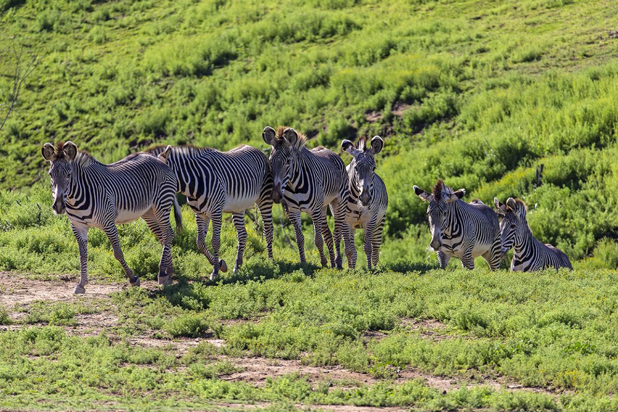 herd of zebras