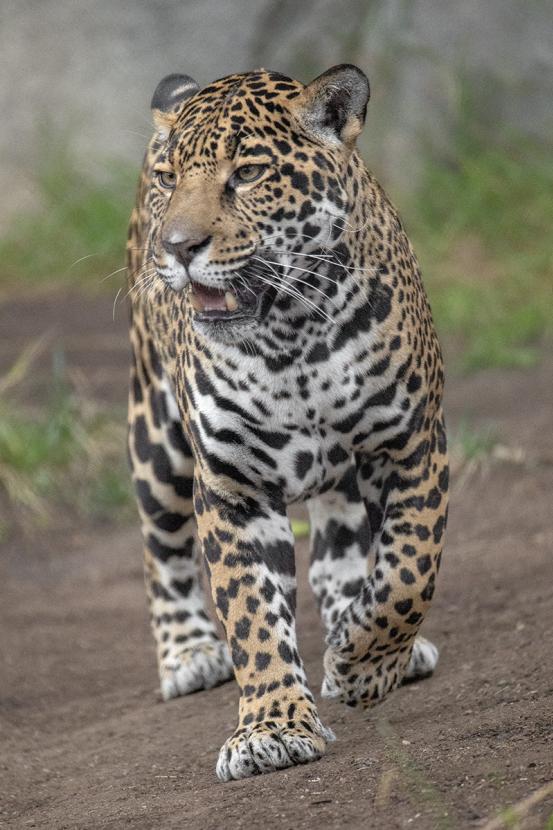 Jaguar